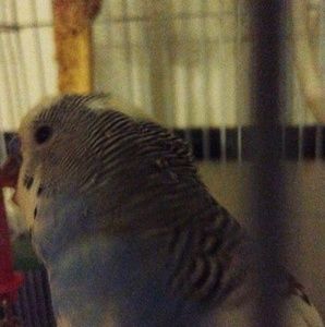 Meet your Posher, Barbara